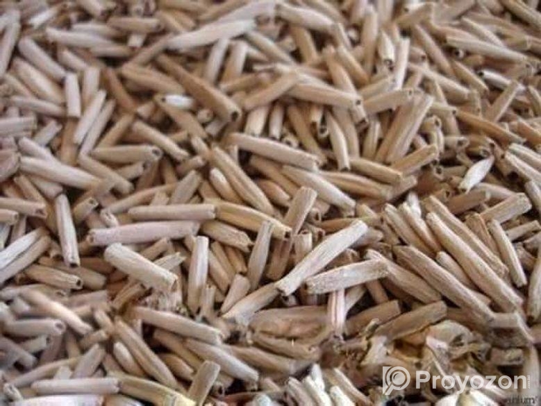 এডোনিয়াম এর বীজ