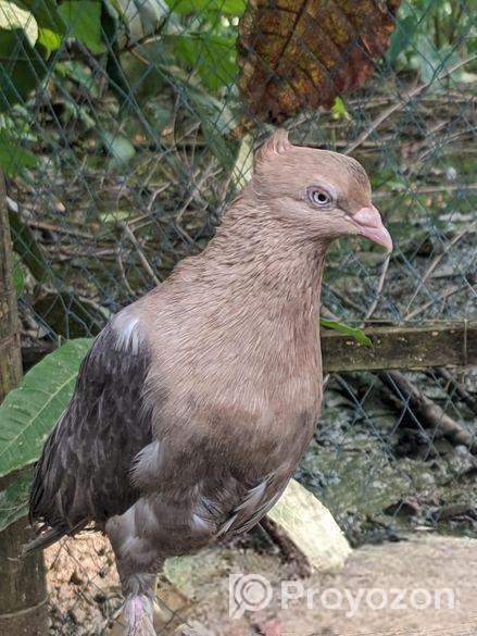 সোয়া চন্দ্রন নর কবুতর