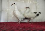 White Grizzle Baby Pair