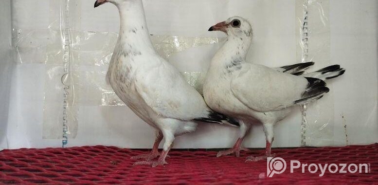 White Grizzle Baby Pair