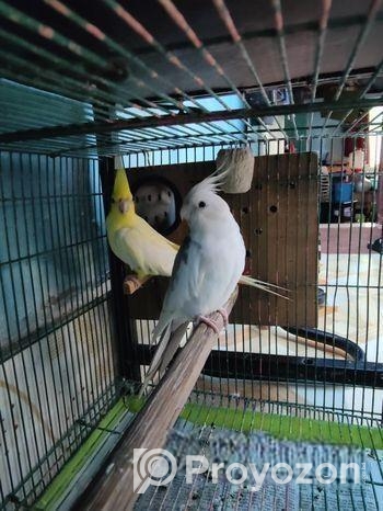 এক জোড়া ককাটেল হাতবদল হবে