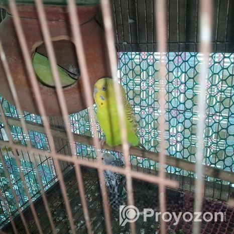 ফুল সেটআপ বারজিকার পাখি