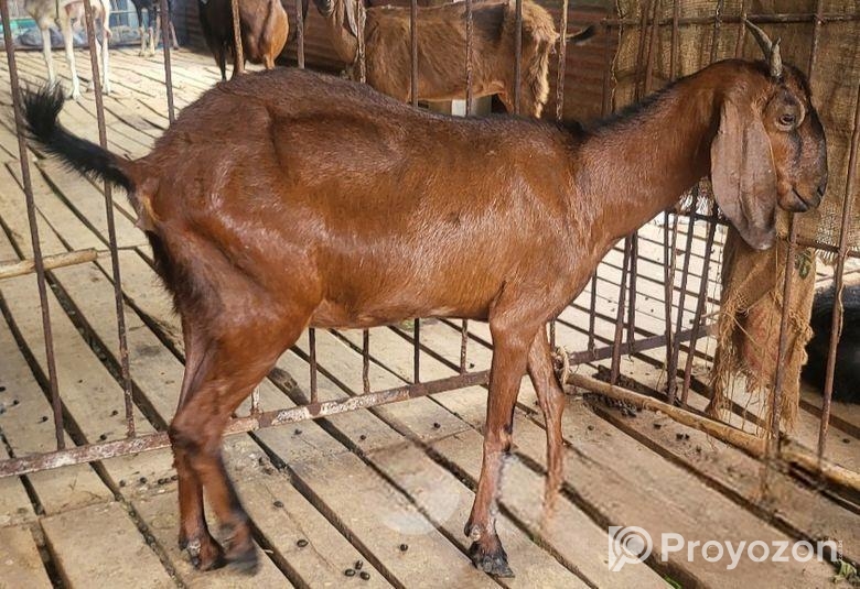 ছাগল বিক্রি হবে