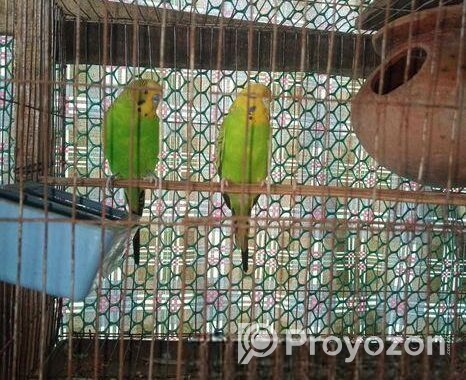 ফুল সেটআপ বারজিকার পাখি
