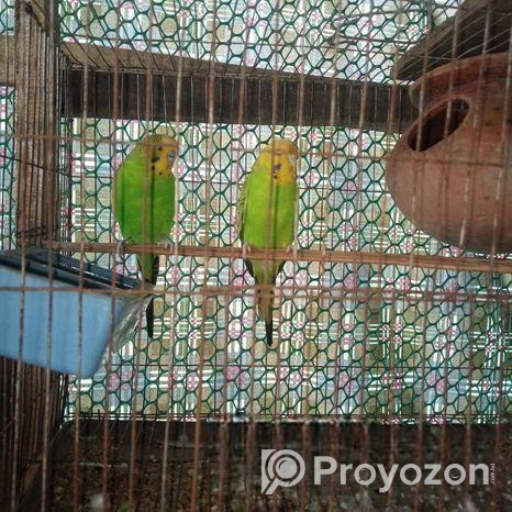 ফুল সেটআপ বারজিকার পাখি