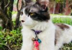 Cat for sell