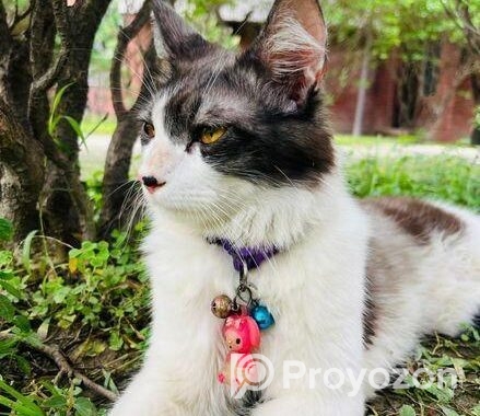 Cat for sell