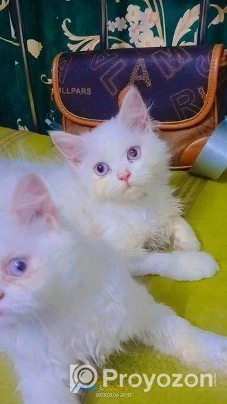 Traditional Parisian cat