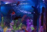 Aquarium , Fish And Excacoris Sell