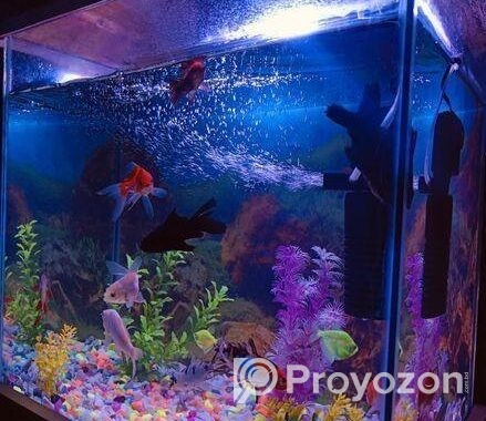 Aquarium , Fish And Excacoris Sell
