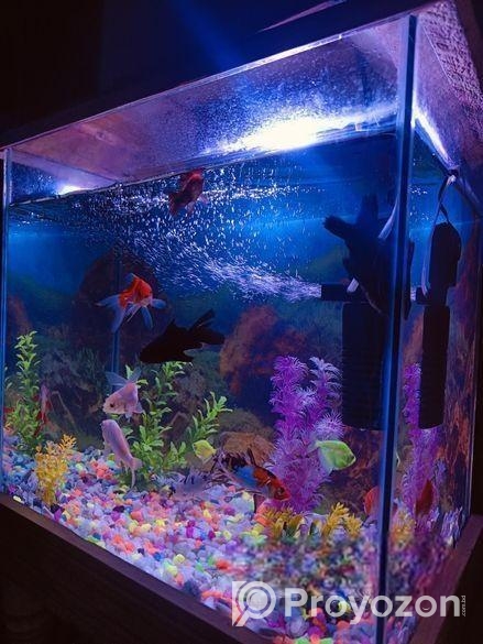 Aquarium , Fish And Excacoris Sell