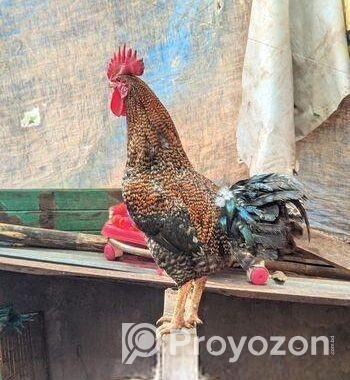 পাহাড়ি মুরগি