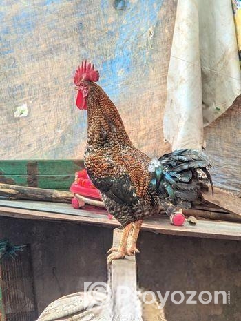 পাহাড়ি মুরগি