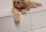 Persian Male Kitten