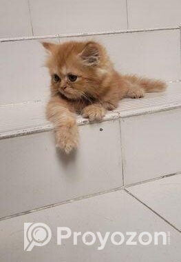 Persian Male Kitten