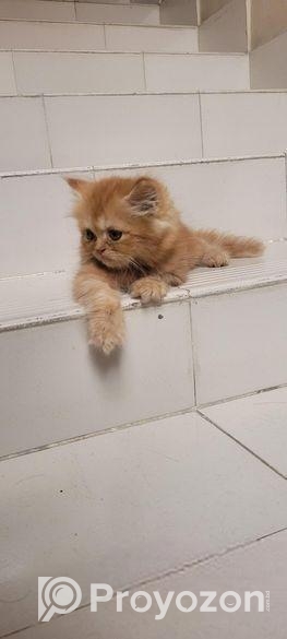 Persian Male Kitten