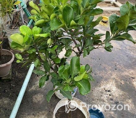 মাল্টা এবং কমলা গাছ ফল সহ
