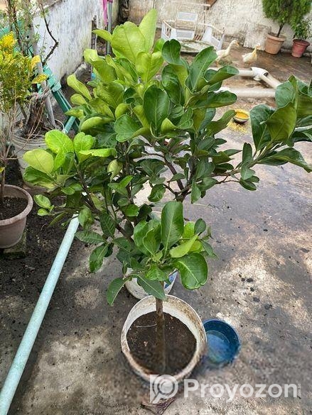 মাল্টা এবং কমলা গাছ ফল সহ