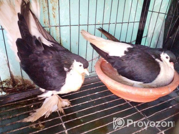 লাহোরি কবুতর