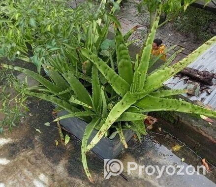 সতেজ ও স্বাস্থ্যকর অ্যালোভেরা গাছ – এখনই কিনুন!