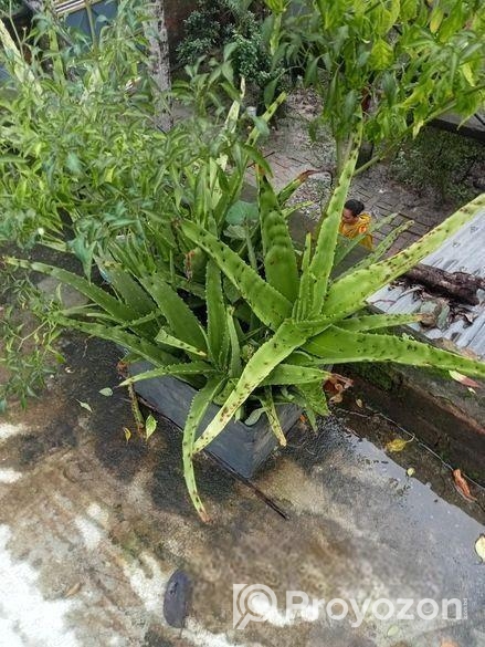 সতেজ ও স্বাস্থ্যকর অ্যালোভেরা গাছ – এখনই কিনুন!