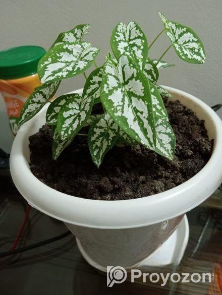 খুব সুন্দর গাছ