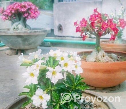 থাইল্যান্ডের গাছ।প্রাকৃতিক ভাবে বনসাই।
