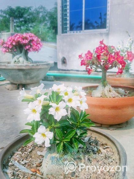 থাইল্যান্ডের গাছ।প্রাকৃতিক ভাবে বনসাই।