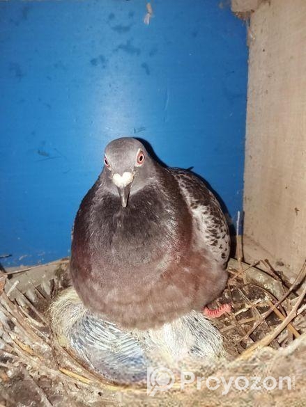 ভালো মানের কিছু পাখি