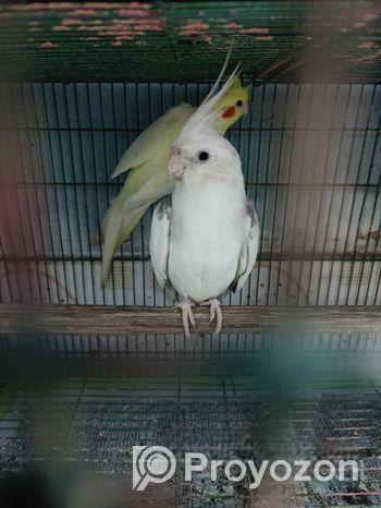 এক জোড়া ককাটেল হাতবদল হবে