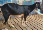 ছাগল বিক্রি হবে