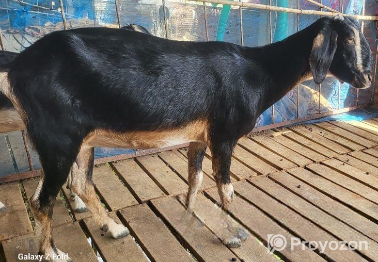 ছাগল বিক্রি হবে