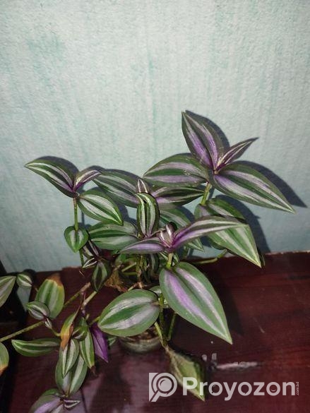 ট্রেডসক্যান্টিয়া জেব্রিনা (Tradescantia zebrina)
