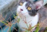 Cat for sell