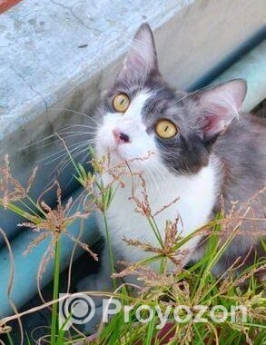 Cat for sell