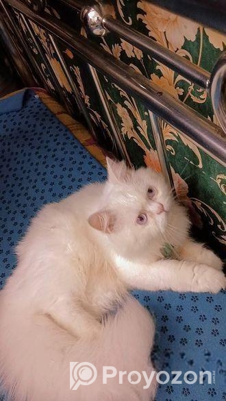 Traditional Parisian cat