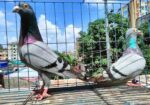 রানিং রেসার বিক্রি হবে