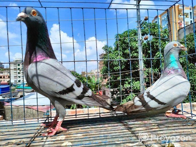 রানিং রেসার বিক্রি হবে