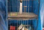 Kobutor Ar Kacha, Hari, Khabar Bati Sell Hobe