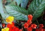 কানকুয়া ফুল