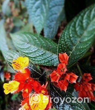 কানকুয়া ফুল