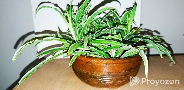 স্পাইডার প্ল্যান্ট