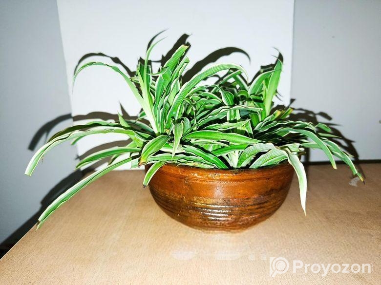 স্পাইডার প্ল্যান্ট