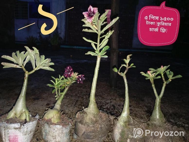 এডেনিয়াম গাছ