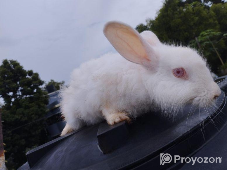 এঙ্গারো খরগোশ (প্রেগনেট ফিমেল)