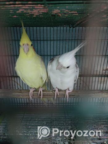 এক জোড়া ককাটেল হাতবদল হবে