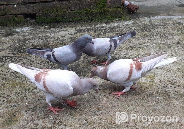 জালালি ও মিলি বাচ্চা