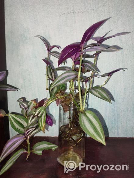 ট্রেডসক্যান্টিয়া জেব্রিনা (Tradescantia zebrina)