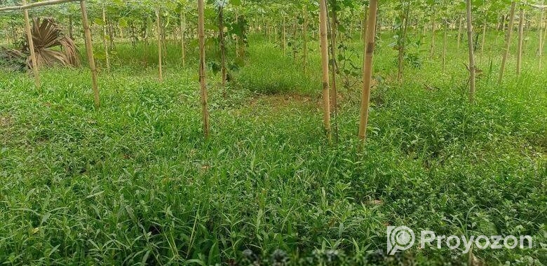 কম দামে,নিট প্লট বসবাসের উপযোগী @ ৩/৫/১০ কাঠা জমি