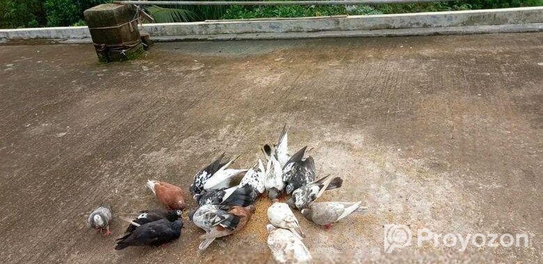 কিছু কবুতর ও খোব বিক্রি হবে